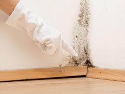 Trusted East Aurora, NY Mold Remediation Experts